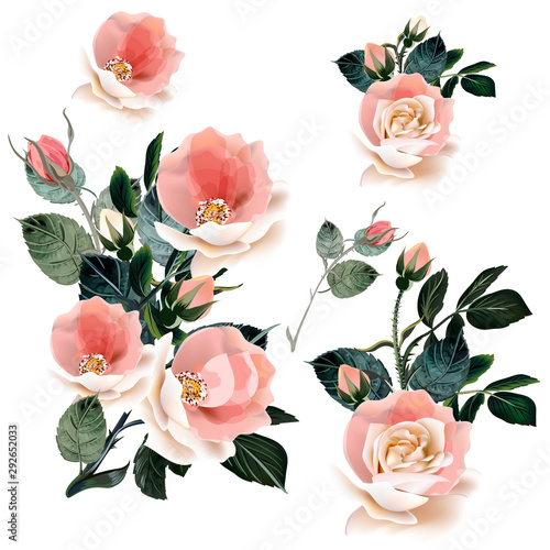 Set of vector pink roses for design