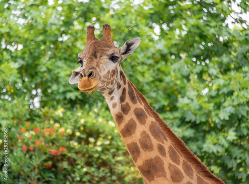 A close-up of a giraffe in a Shanghai safari park