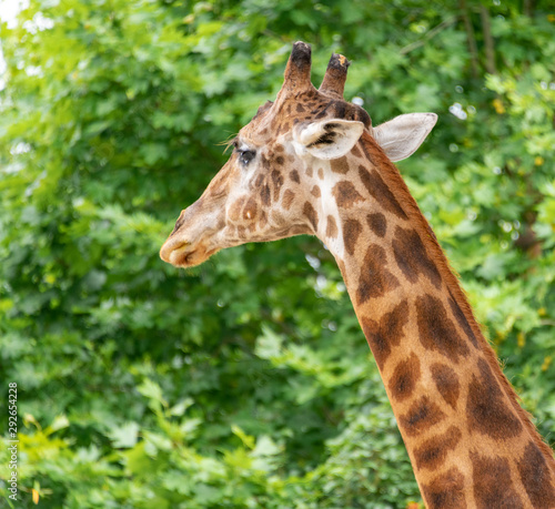 Fototapeta Naklejka Na Ścianę i Meble -  A close-up of a giraffe in a Shanghai safari park