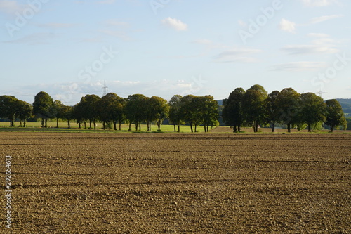 tree in the field,field, landscape, agriculture, sky, wheat, farm, summer, nature, harvest, rural, countryside, blue, farming, straw, tree, cloud, crop photo