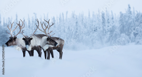 Photography Big male deers in winter forest