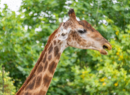 A close-up of a giraffe in a Shanghai safari park © Weiming