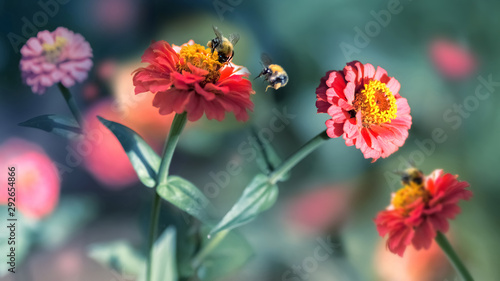 Bumblebee and pink flowers. Natural summer background. © delbars