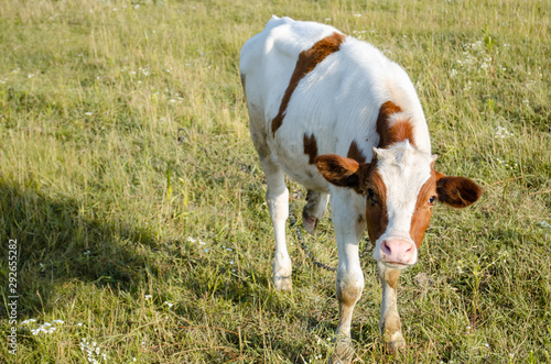 calf grazing in a field separated