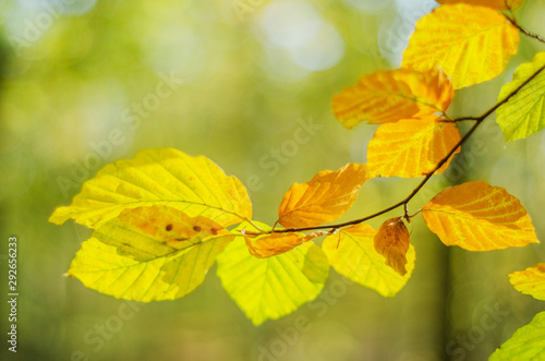 Closeup of colorful leaves in beautiful autumn season