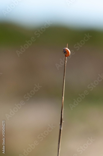 little ladybug on a grass stalk © borispain69