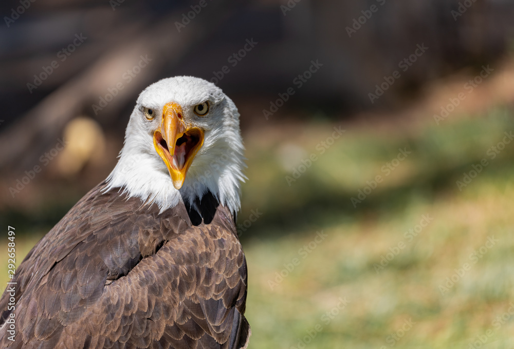 Obraz premium White Headed Eagle Portrait.