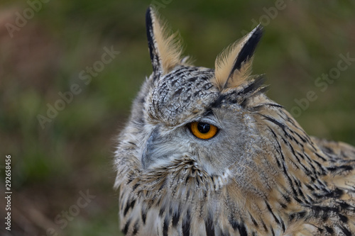 Bengalensis Eagle Owl Portrait.