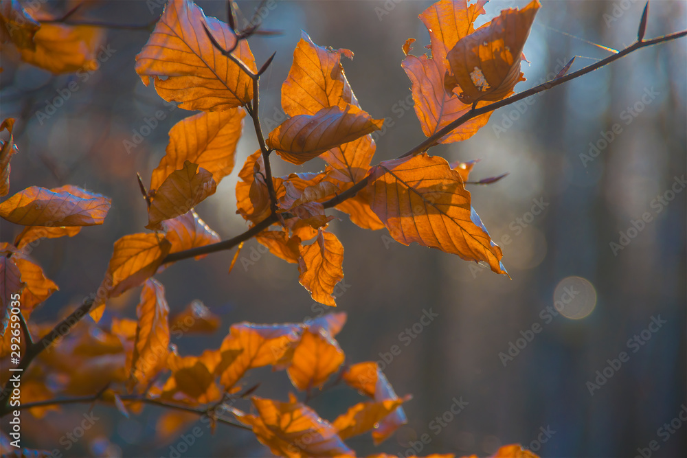 Close-up of translucent yellow, orange, autumn leaves on a dry branch, bokeh, depthoffield Close-up of translucent yellow, orange, autumn leaves on a dry branch, bokeh, depthoffield