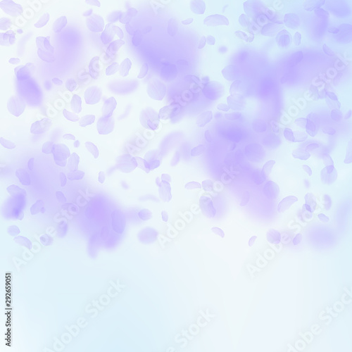 Violet flower petals falling down. Flawless romant