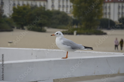 mewa , dzika mewa , biała mewa , Sopot plaża , molo Sopot