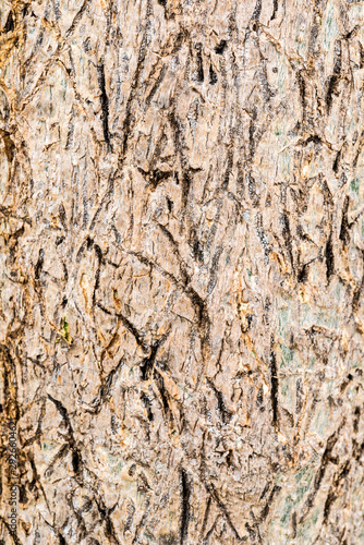 Moringa healthy tree cortex texture