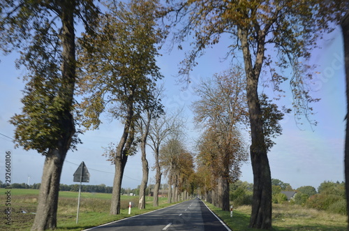 Fototapeta Naklejka Na Ścianę i Meble -  drzew, krajobraz, charakter, niebo, bory, jary, drzew, droga, jesienią, gras, blękit, pola, zieleń, countryside, kraj, obszarów wiejskich, park, drewna, chmura, pora roku, hayfield, brzoza, nasłoneczn