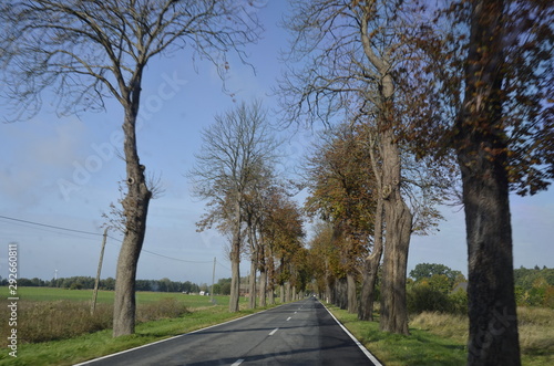 Fototapeta Naklejka Na Ścianę i Meble -  drzew, krajobraz, charakter, niebo, bory, jary, drzew, droga, jesienią, gras, blękit, pola, zieleń, countryside, kraj, obszarów wiejskich, park, drewna, chmura, pora roku, hayfield, brzoza, nasłoneczn