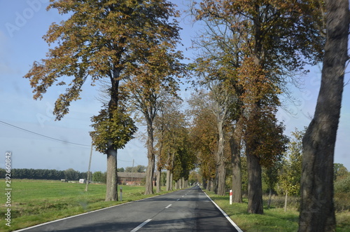 Fototapeta Naklejka Na Ścianę i Meble -  drzew, krajobraz, charakter, niebo, bory, jary, drzew, droga, jesienią, gras, blękit, pola, zieleń, countryside, kraj, obszarów wiejskich, park, drewna, chmura, pora roku, hayfield, brzoza, nasłoneczn