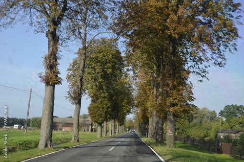 Fototapeta Naklejka Na Ścianę i Meble -  drzew, krajobraz, charakter, niebo, bory, jary, drzew, droga, jesienią, gras, blękit, pola, zieleń, countryside, kraj, obszarów wiejskich, park, drewna, chmura, pora roku, hayfield, brzoza, nasłoneczn