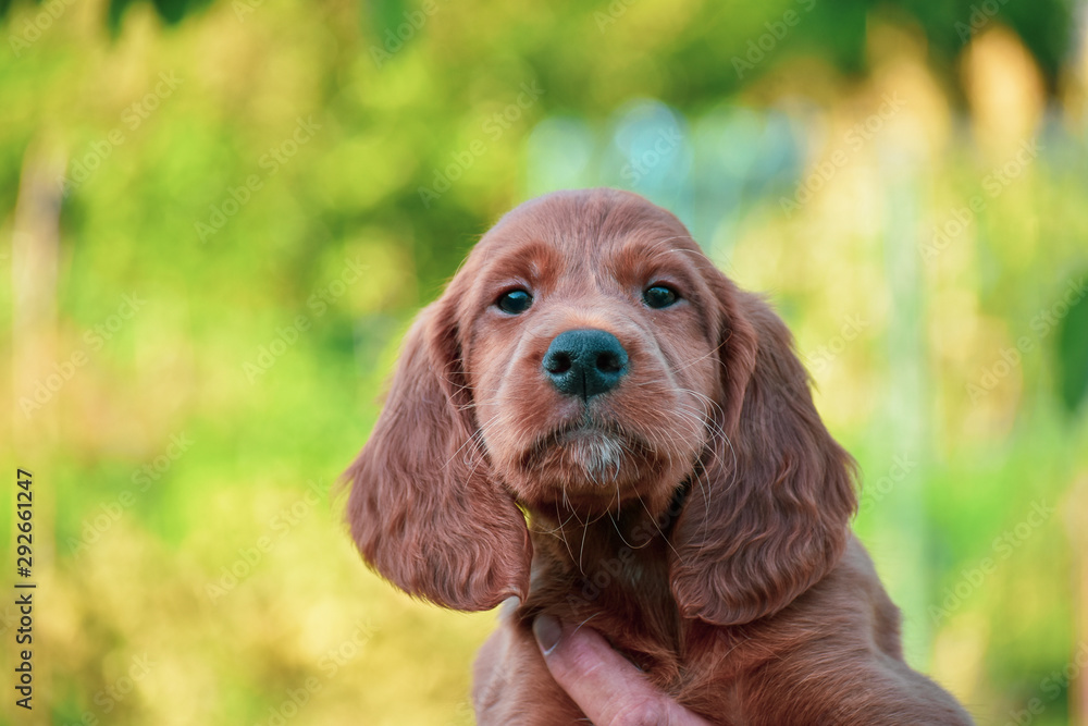 Puppy of Irish Red Setter. looking on the camera