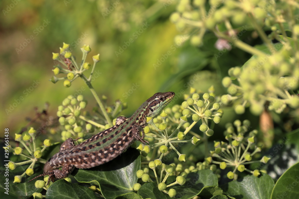 Naklejka premium the lizard is sunbathing on ivy