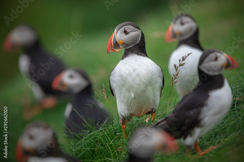 A Gathering of Puffins on the Shetland Isles