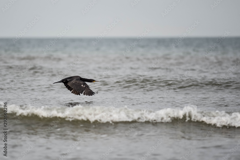 cormoran volant au dessus de la mer cormoran volant au dessus de la mer