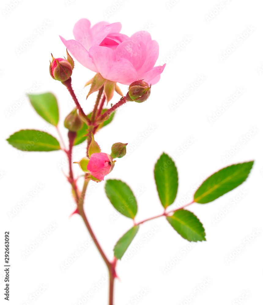 Fototapeta premium Pink rose flower.