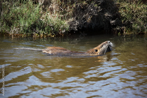 Nutria