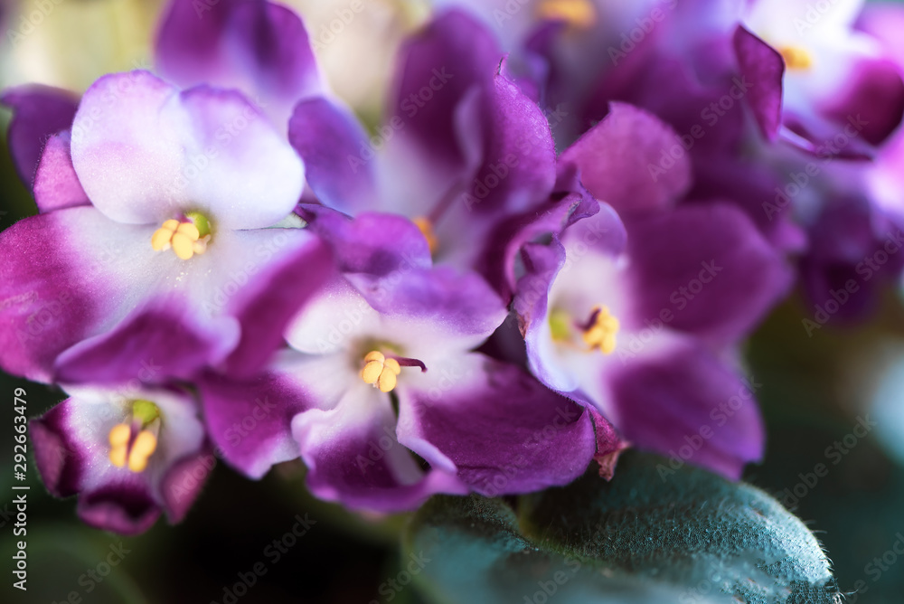 Obraz premium Potted Saintpaulia violet flower on bokeh blurred background wet window. African senpolia houseplant.