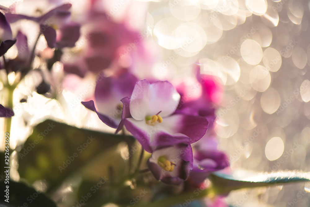 Potted Saintpaulia violet flower on bokeh blurred background wet window. African senpolia houseplant. Potted Saintpaulia violet flower on bokeh blurred background wet window. African senpolia houseplant.