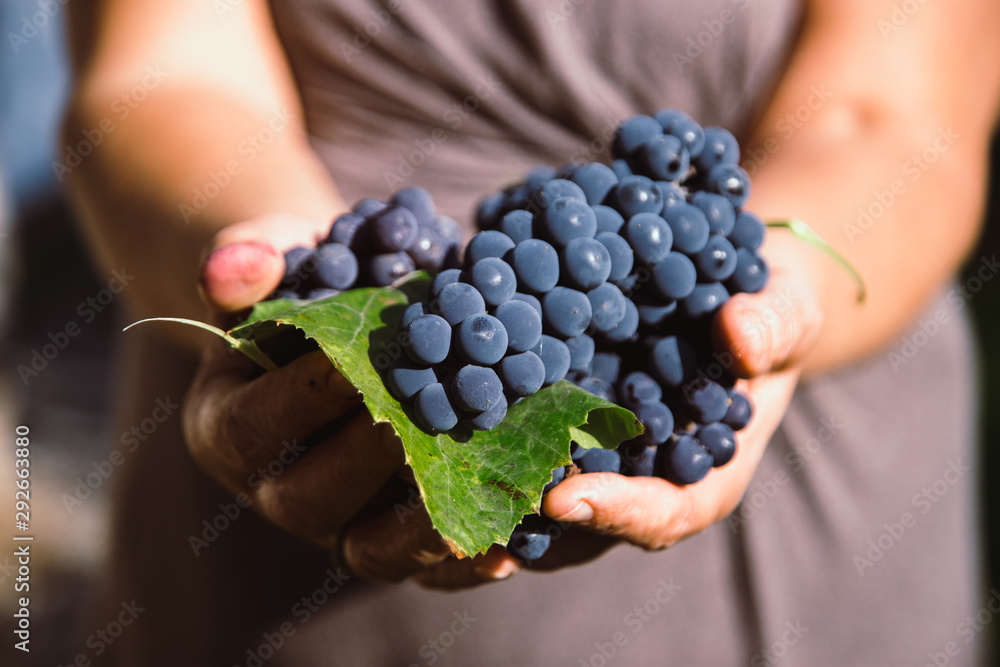 Farmer holding black grapes in his hands. Fresh black bunch of Grapes. Winery concept. Farmer holding black grapes in his hands. Fresh black bunch of Grapes. Winery concept.
