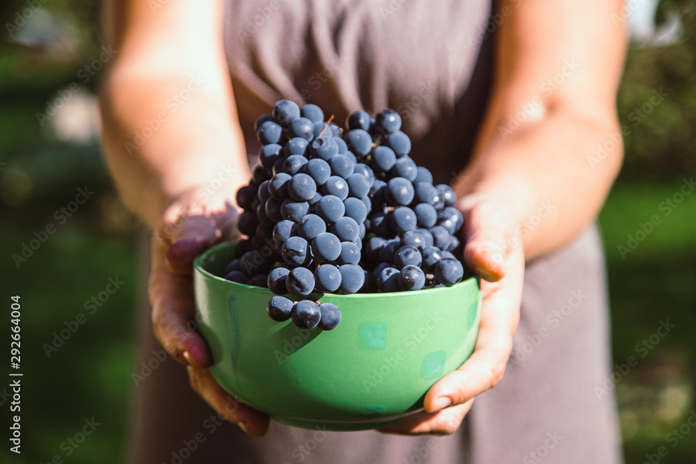 Farmer with bowl of black grapes in his hands. Winery concept. Eco healthy raw vegan food. Farmer with bowl of black grapes in his hands. Winery concept. Eco healthy raw vegan food.