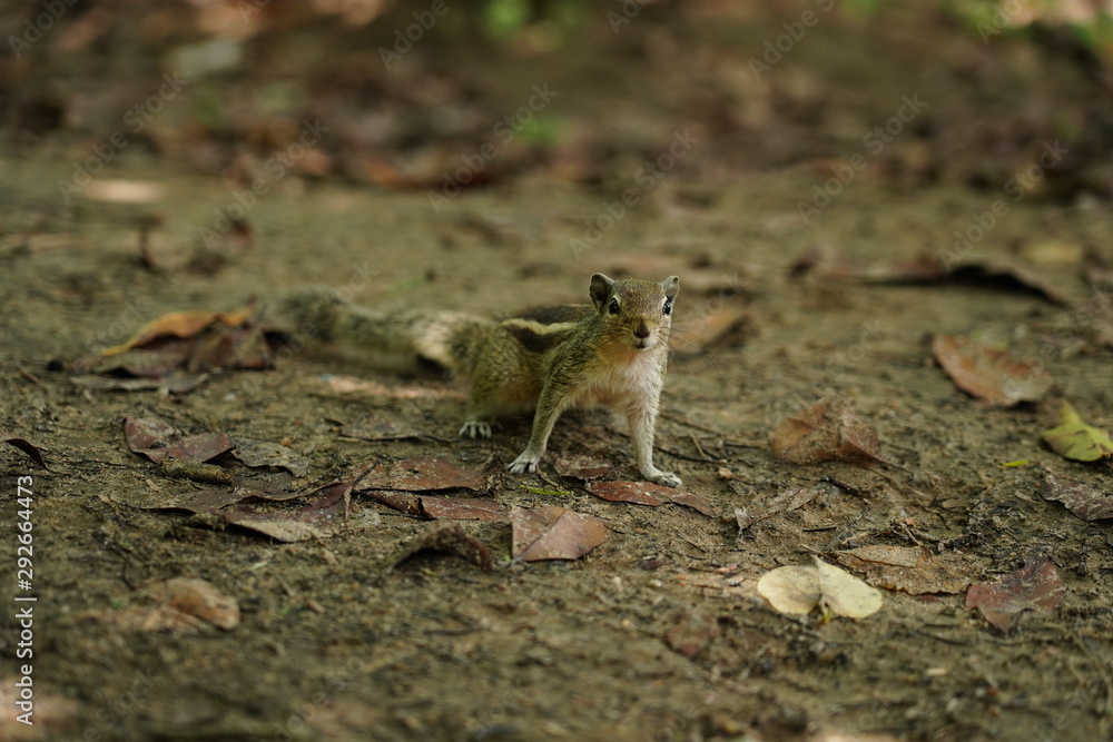 Squirrel candid Pictures Squirrel candid Pictures