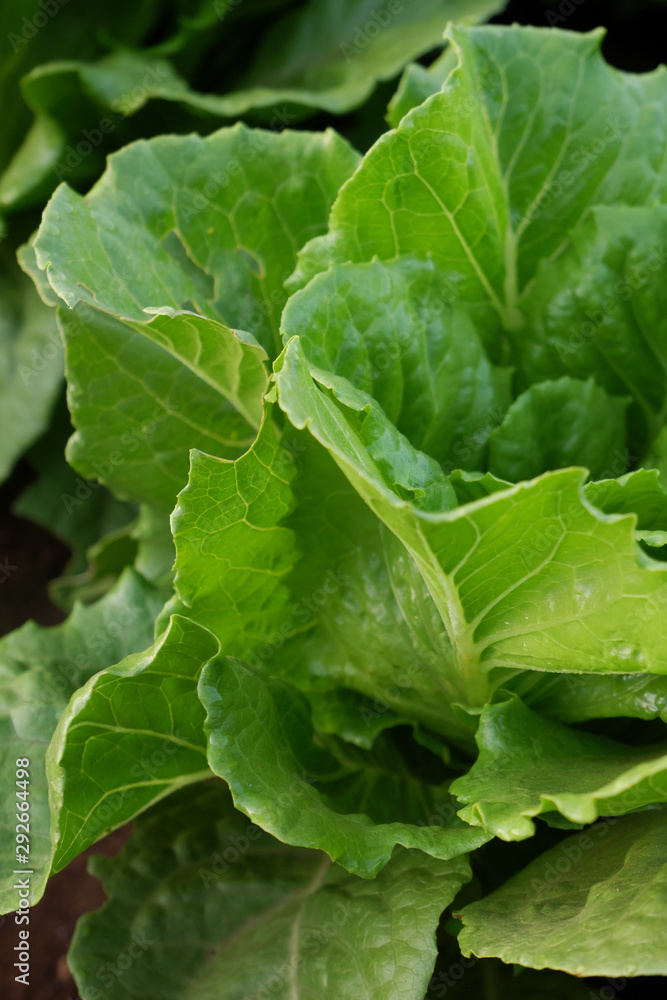 Cultivated field of lettuce growing in rows along the contour line. Agricultural composition. Panoramic style. Cultivated field of lettuce growing in rows along the contour line. Agricultural composition. Panoramic style.