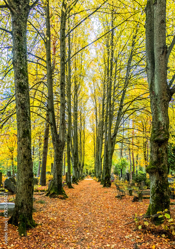 autumn in the forest © sergei_fish13