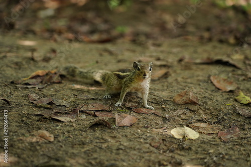 Squirrel candid Pictures © Ramiz