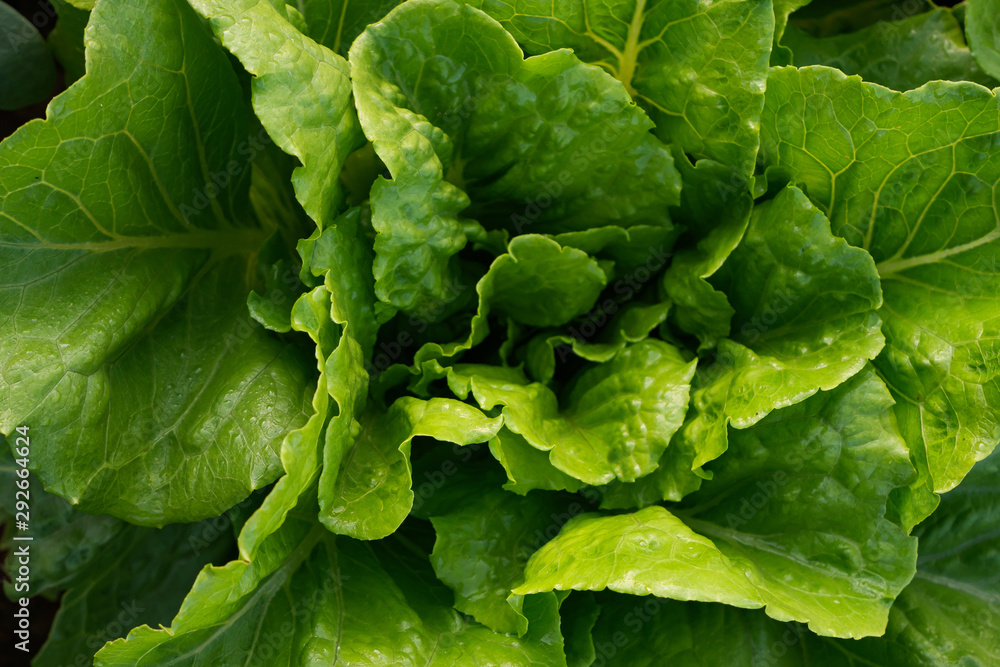 Cultivated field of lettuce growing in rows along the contour line. Agricultural composition. Panoramic style. Cultivated field of lettuce growing in rows along the contour line. Agricultural composition. Panoramic style.