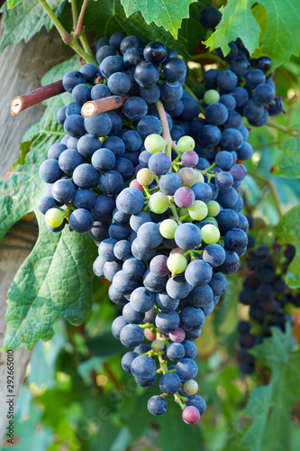 Large bunch of grapes hang from a vine, Close Up of red wine grapes
