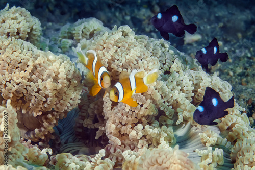Clown fish swimming in its anemone.