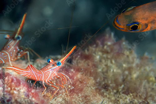 Hinge-beak Shrimp (Rhynchocinetes durbanensis) on the coral reef. Underwater photography, Sri Lanka. photo