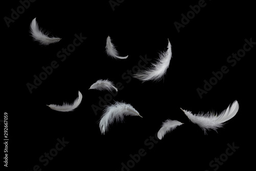 abstract, soft white feathers floating in the air, isolated on black background