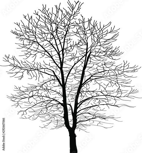 Vector image of a black tree. A big tall tree of black color on a white background. For decarating and decoration in natural style. Protect the nature and preserve the trees. Beautiful natural wood.
