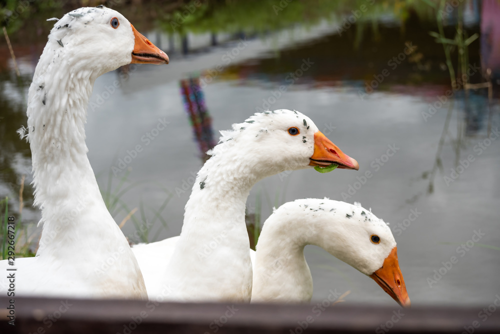 White domestic geese walk against the backdrop of the pond. Goose farm. Domestic goose White domestic geese walk against the backdrop of the pond. Goose farm. Domestic goose