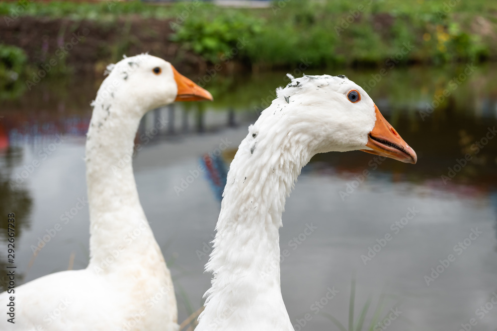 White domestic geese walk against the backdrop of the pond. Goose farm. Domestic goose White domestic geese walk against the backdrop of the pond. Goose farm. Domestic goose