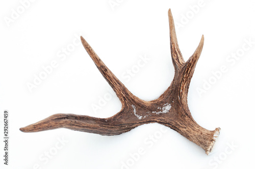 elk horns on white snow