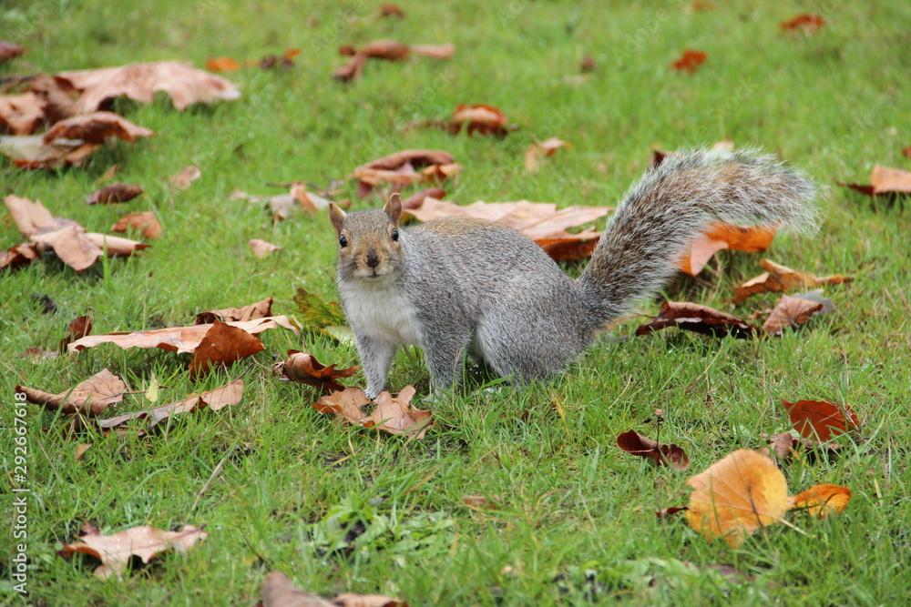 squirrel on the autumn grass squirrel on the autumn grass