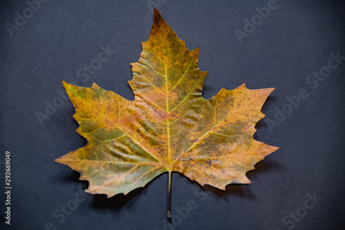 A single colourful dried autumn leaf