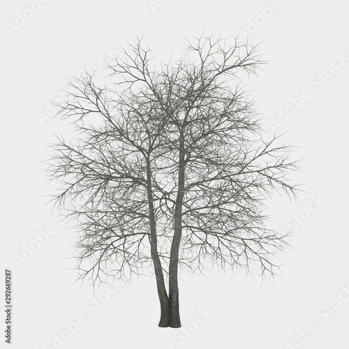 autumun tree without leaf 
