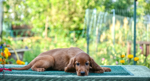 Side view to the Irish Red Setter on the nature. Catalogue picture. photo