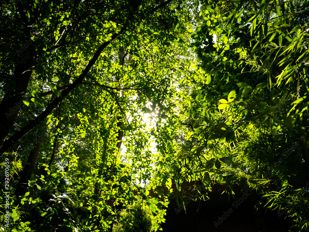 Fototapeta premium Sun Light Through The Leaves in The Forest