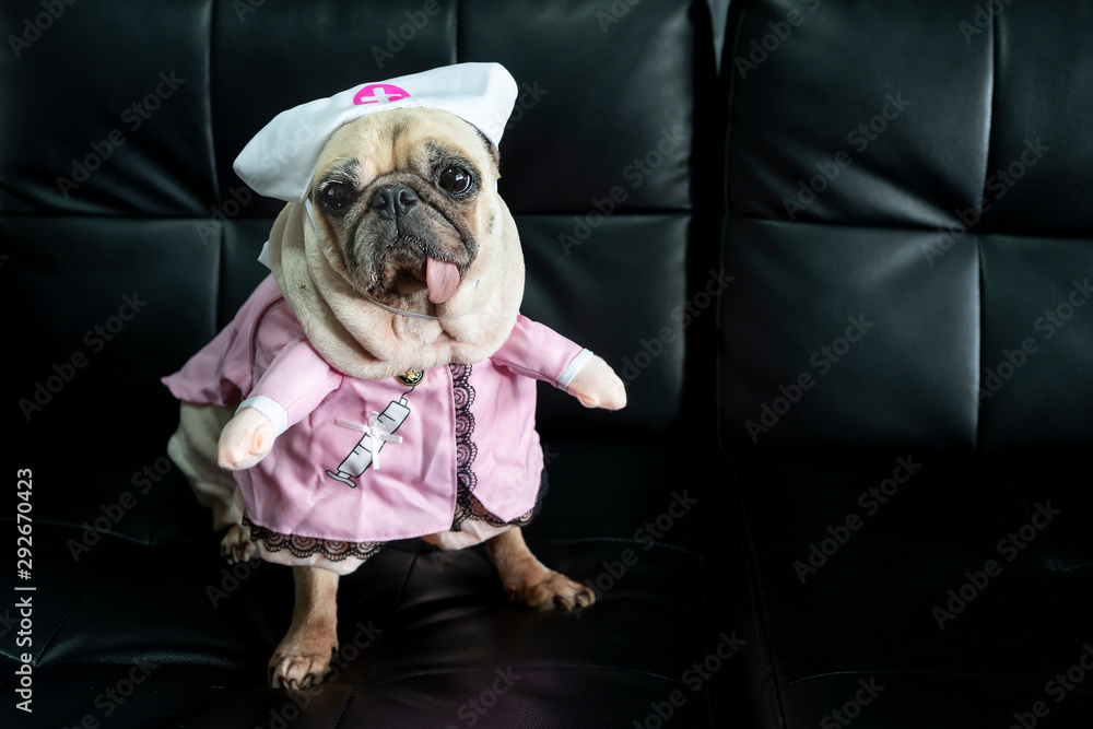 Smiling cute pug dog dressed like a nurse. Pug dog wearing costume