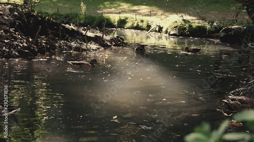 Wild mallard ducks swim on a stream, video, natural footage.